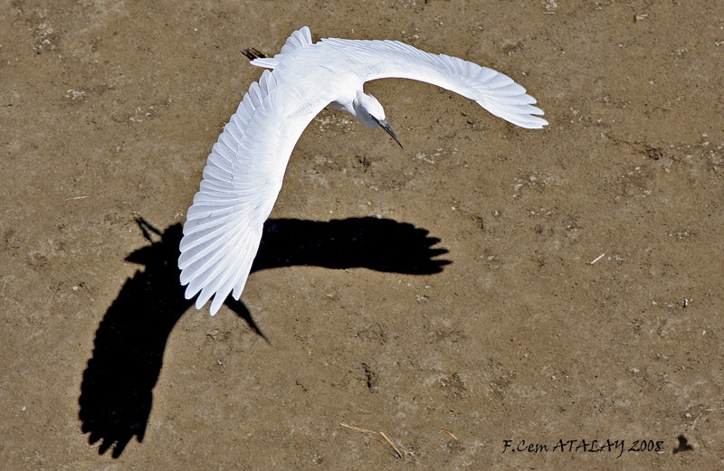 Little Egret
