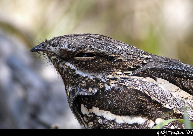 European Nightjar