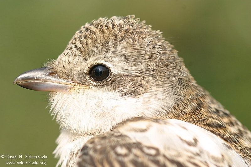 Masked Shrike
