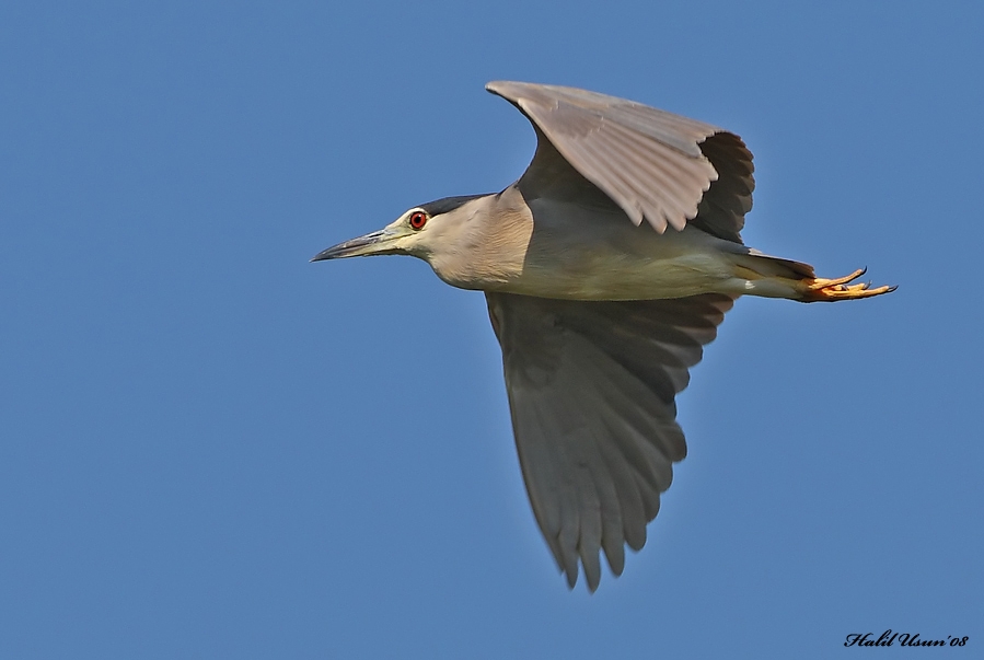Black-crowned Night Heron