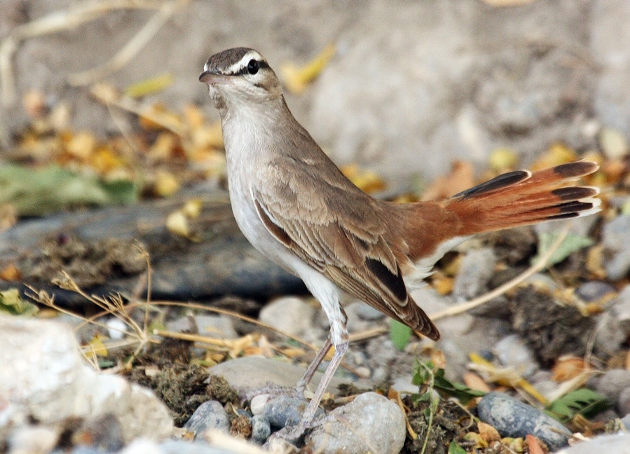 Rufous-tailed Scrub Robin
