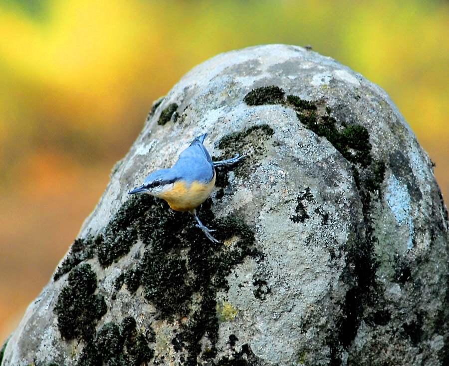 Eurasian Nuthatch