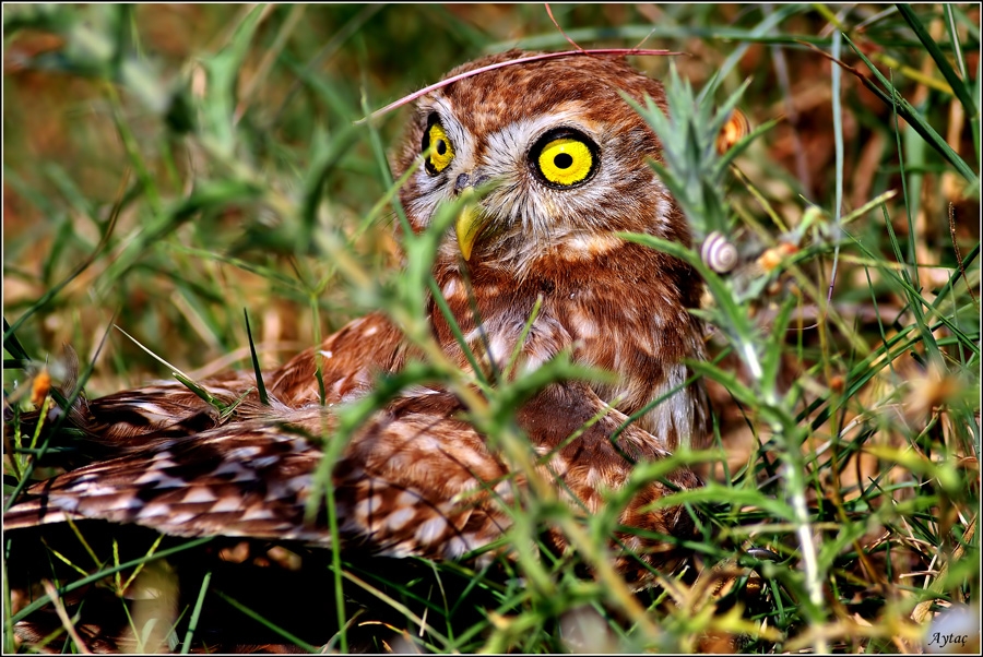 Little Owl