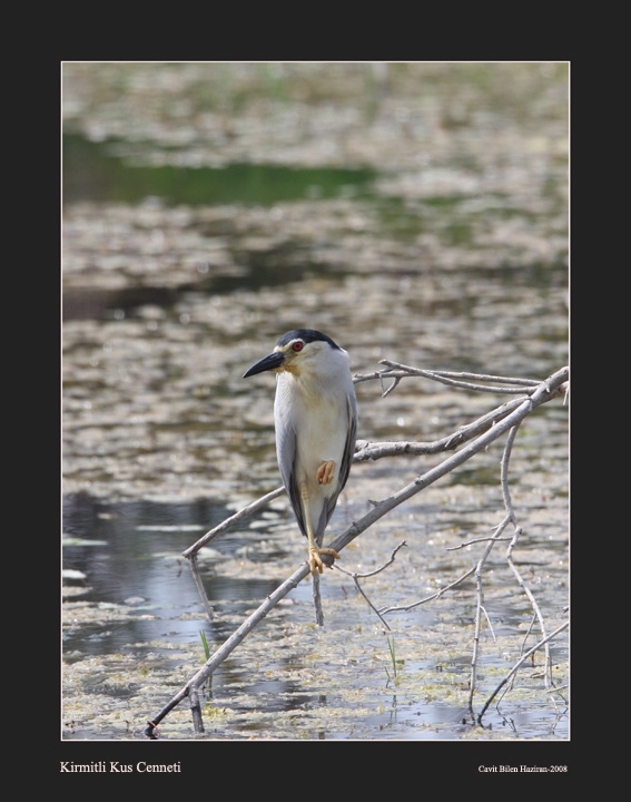 Black-crowned Night Heron