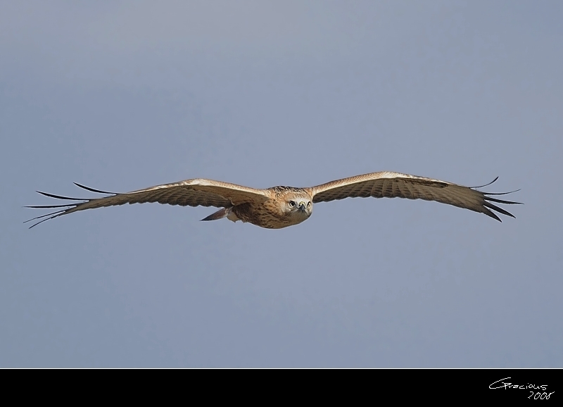 Long-legged Buzzard