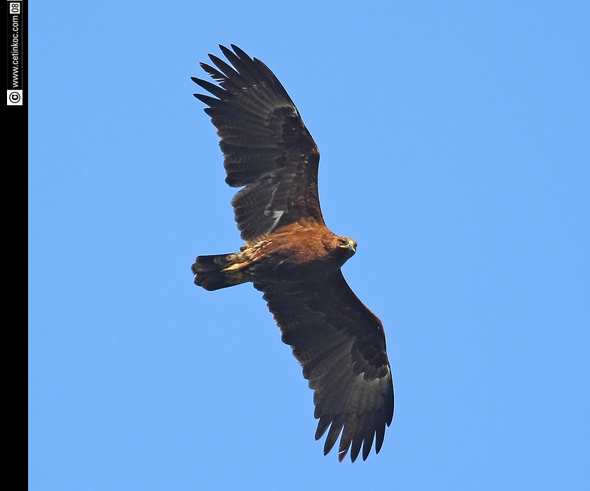 Greater Spotted Eagle