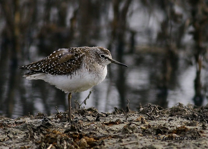 Wood Sandpiper