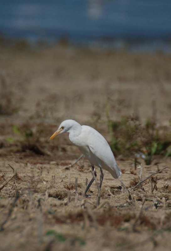 Western Cattle Egret