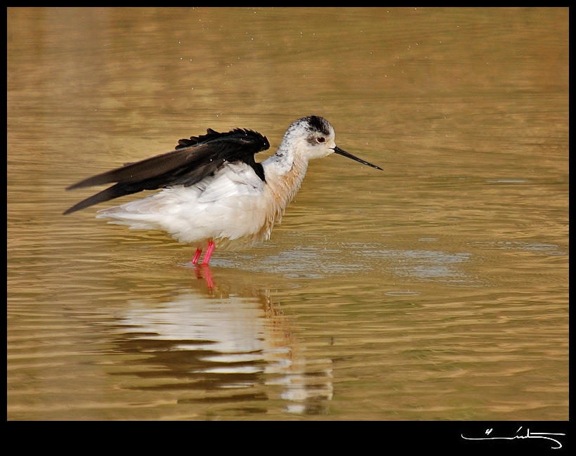 Black-winged Stilt