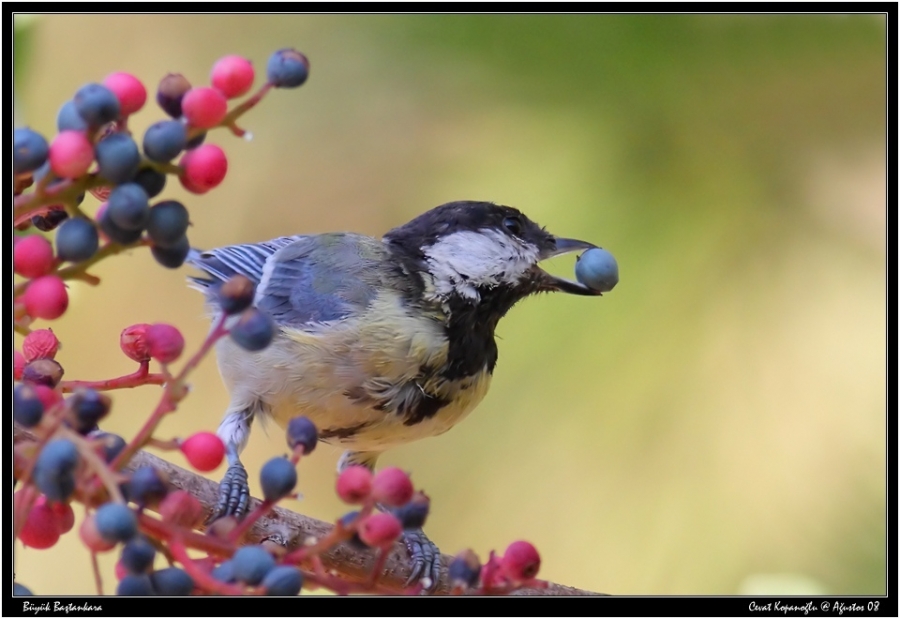Great Tit