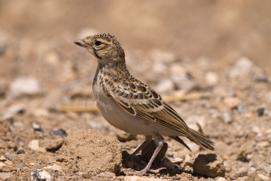 Turkestan Short-toed Lark