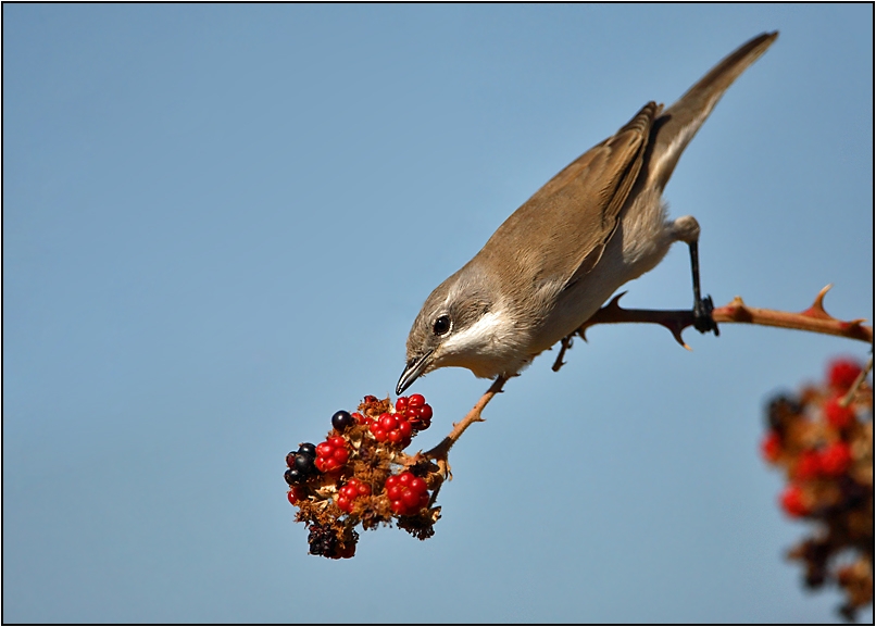 Lesser Whitethroat