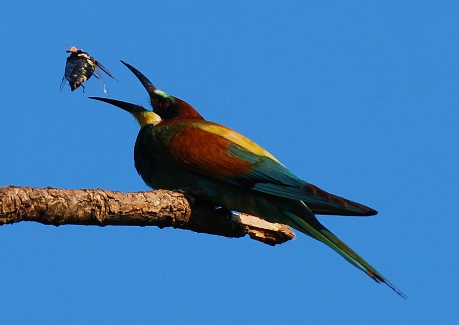 European Bee-eater
