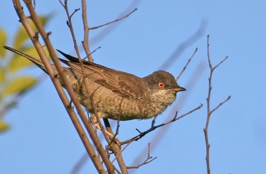 Barred Warbler