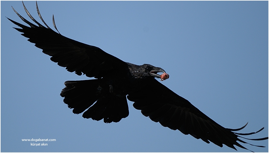 Northern Raven