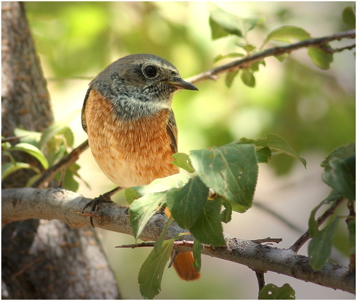 Common Redstart
