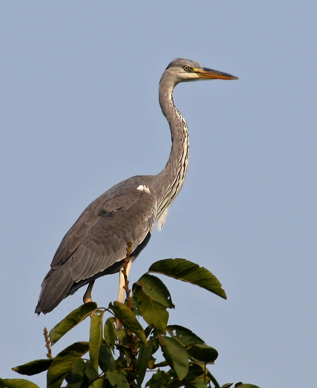 Grey Heron