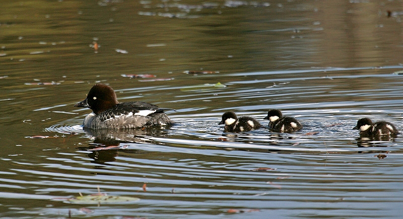 Common Goldeneye