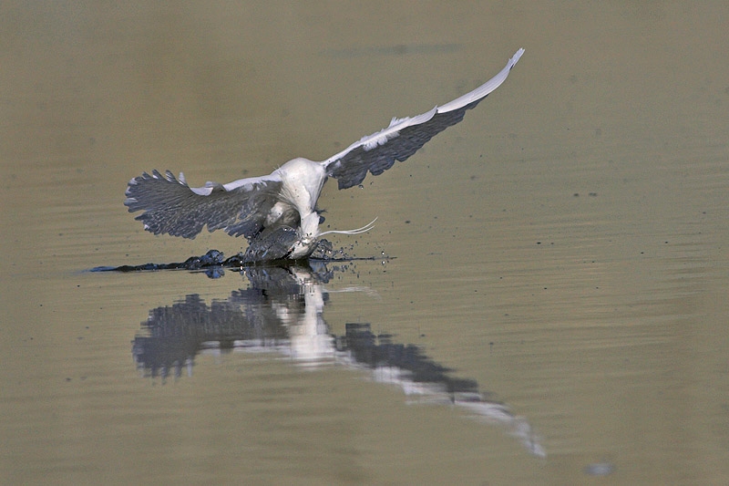 Little Egret