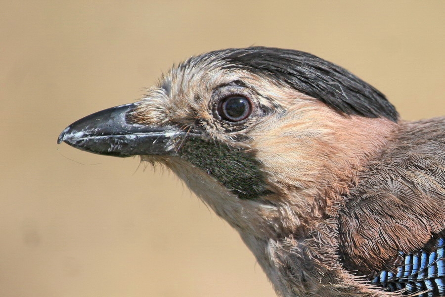 Eurasian Jay