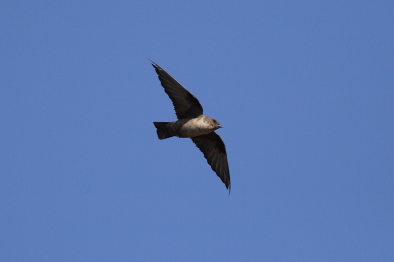 Eurasian Crag Martin