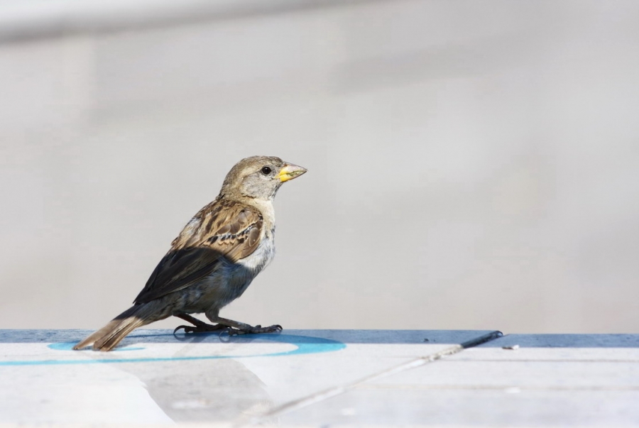 House Sparrow