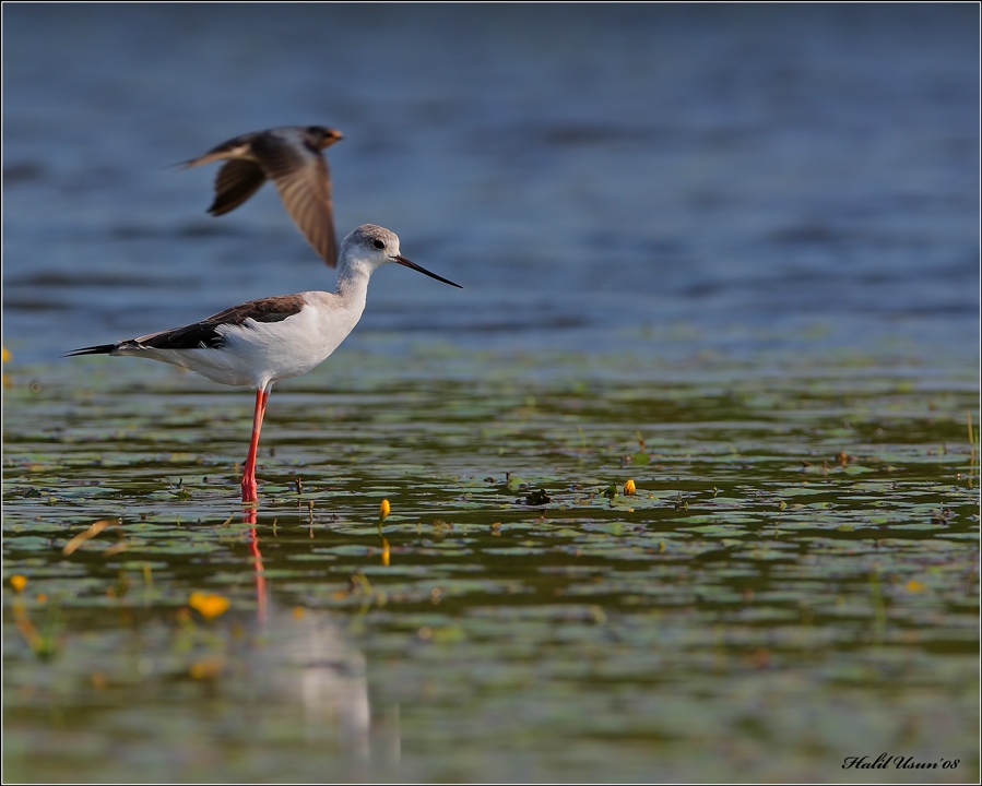 Black-winged Stilt