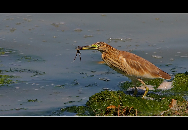 Squacco Heron