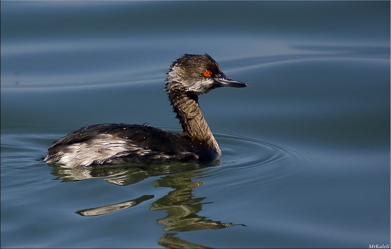 Black-necked Grebe