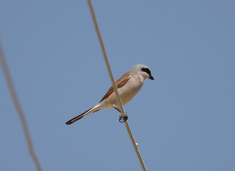 Red-backed Shrike