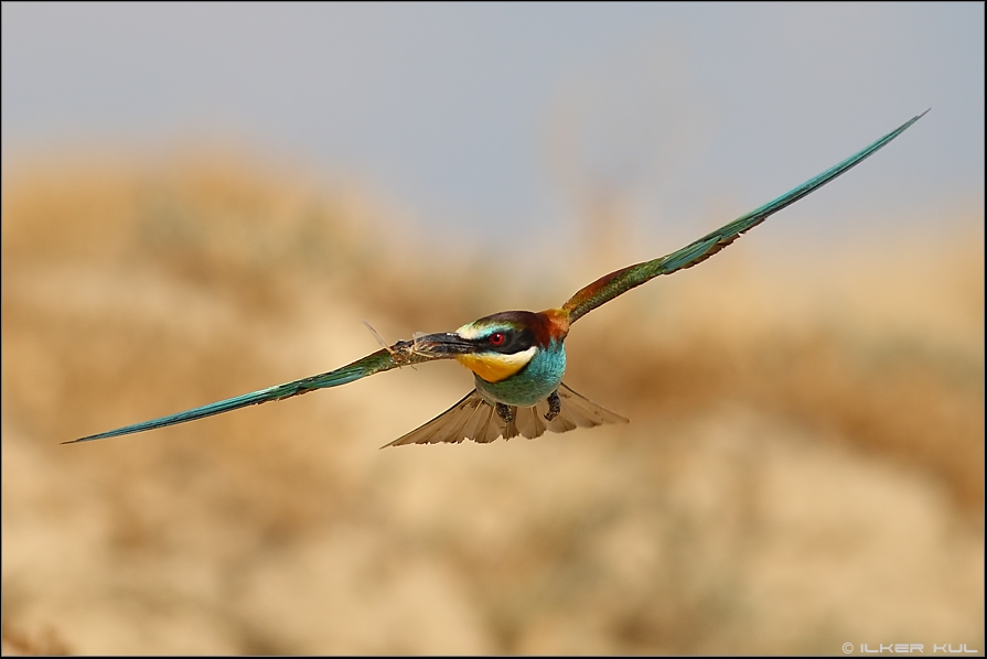 European Bee-eater
