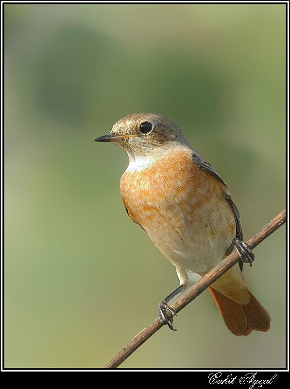 Common Redstart