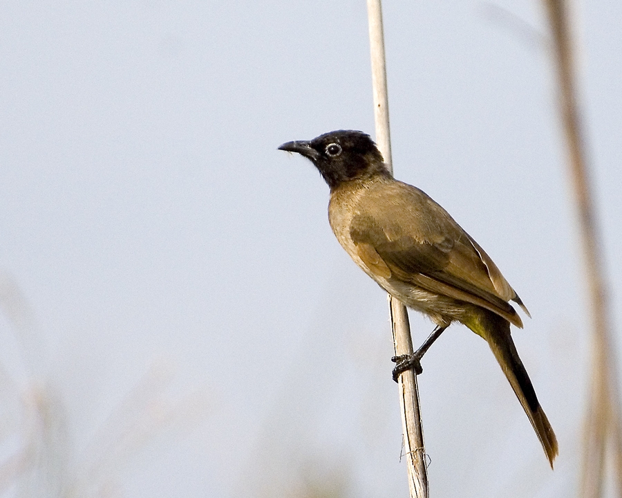 White-spectacled Bulbul