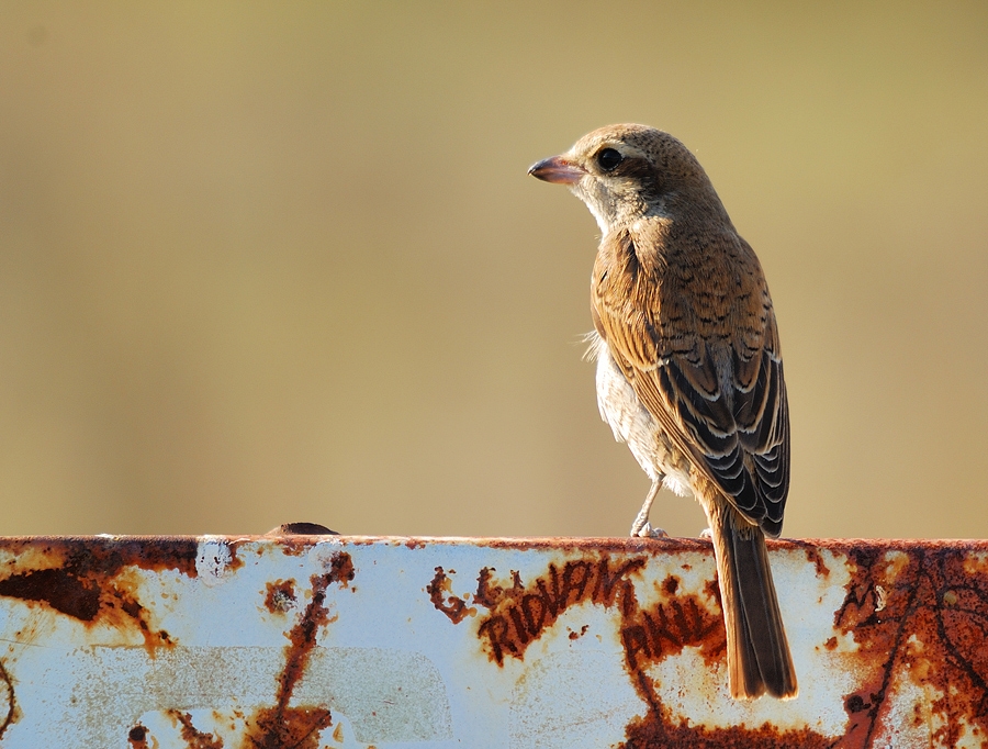 Red-backed Shrike