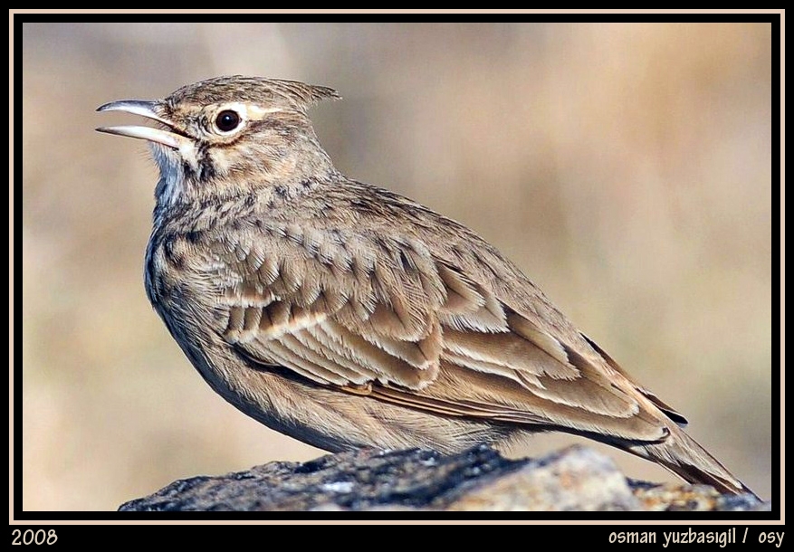 Crested Lark