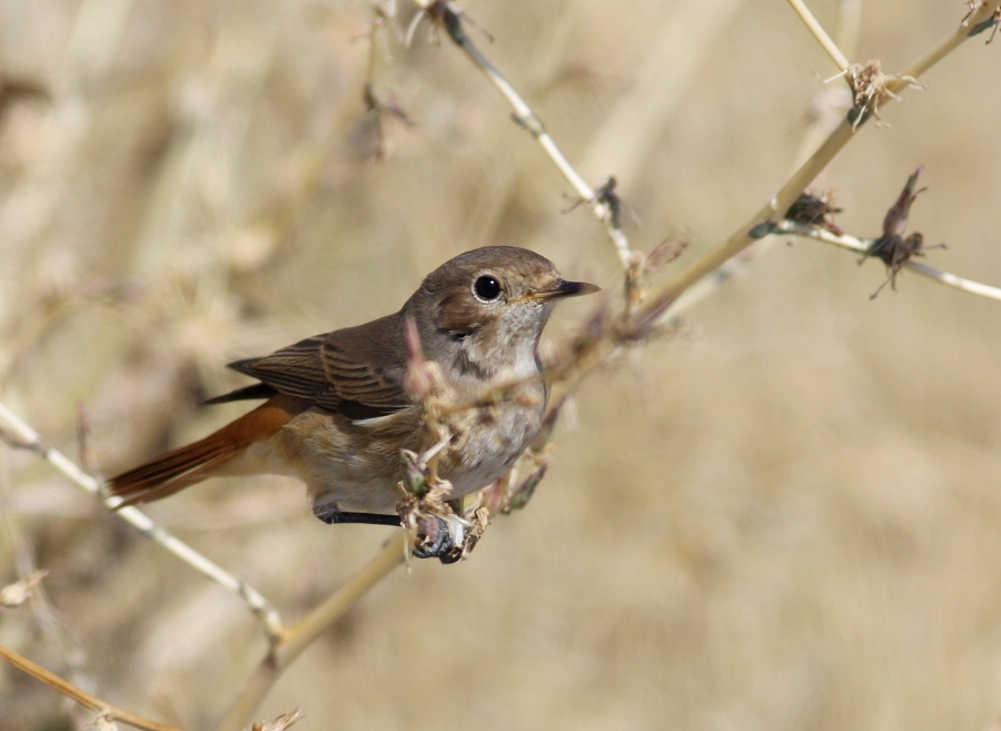 Common Redstart