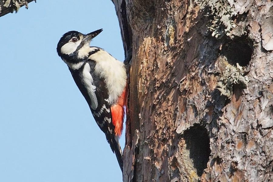 Great Spotted Woodpecker