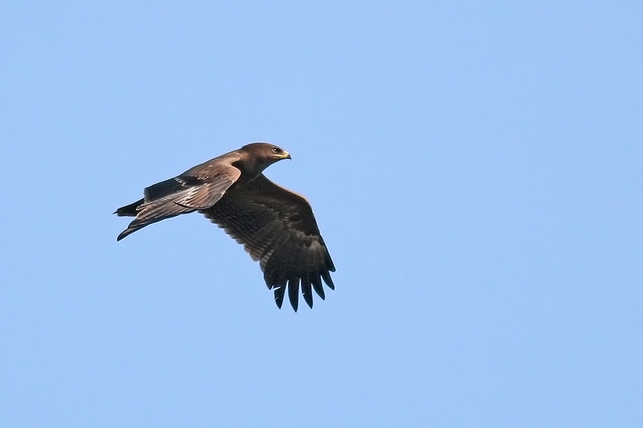 Lesser Spotted Eagle