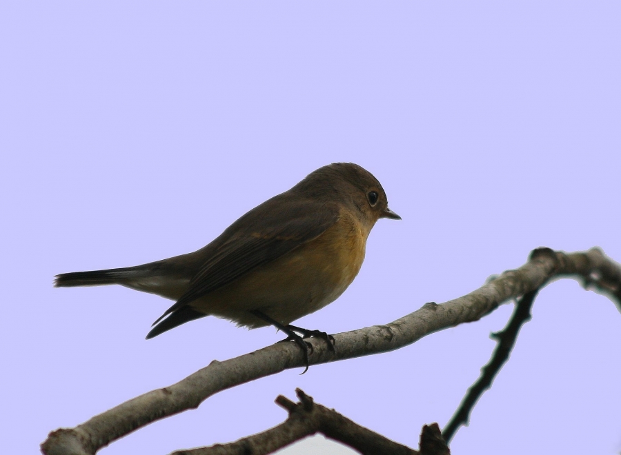 Red-breasted Flycatcher