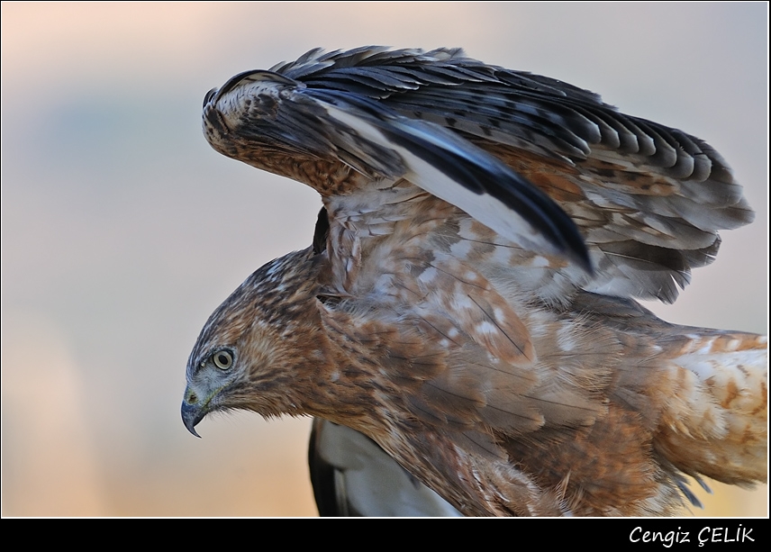Long-legged Buzzard