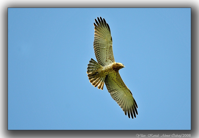 Short-toed Snake Eagle