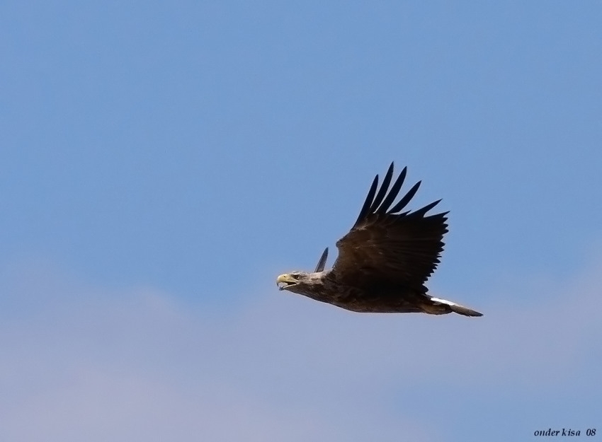 White-tailed Eagle