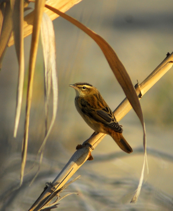 Sedge Warbler