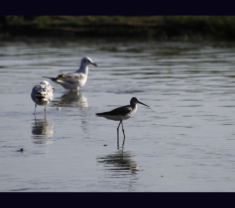 Common Greenshank