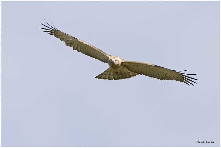 Short-toed Snake Eagle