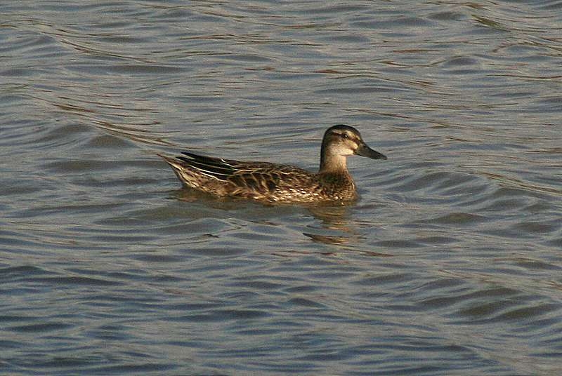 Garganey
