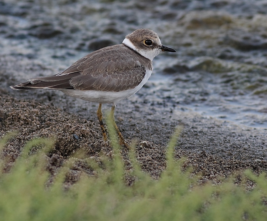 Little Ringed Plover