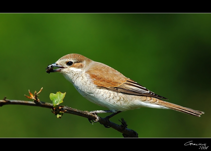 Red-backed Shrike