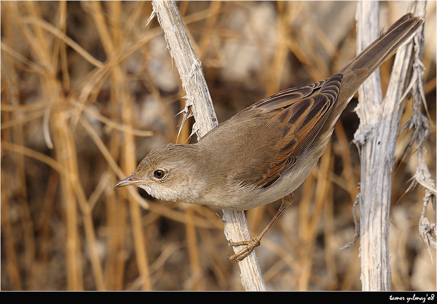 Common Whitethroat