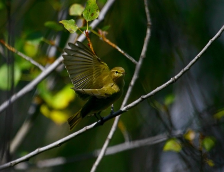Common Chiffchaff